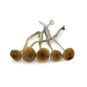 Zilla bgbso Zilla bgbso