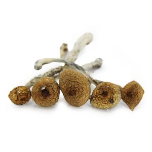 z strain bgbso z strain bgbso